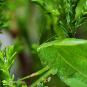 Fotomarcos | Arthropodia